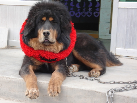 Tibetan Mastiff Dog