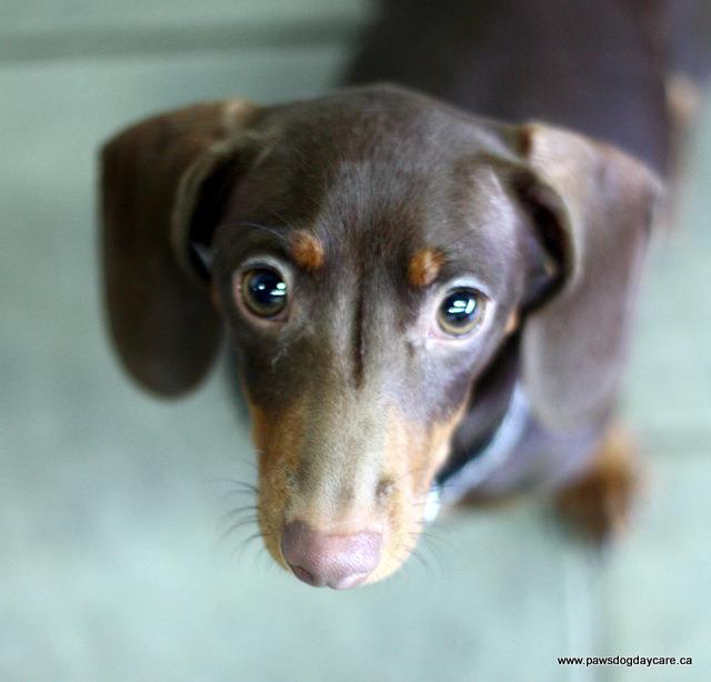 Calgary Dog Daycare, Grooming, Training