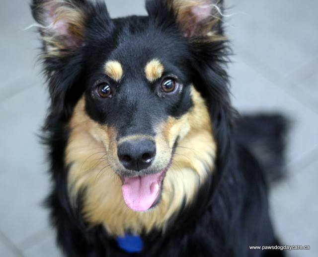 Calgary Dog Daycare, Grooming, Training