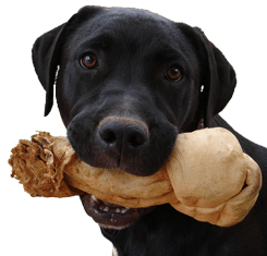 Dog-with-Bone.png