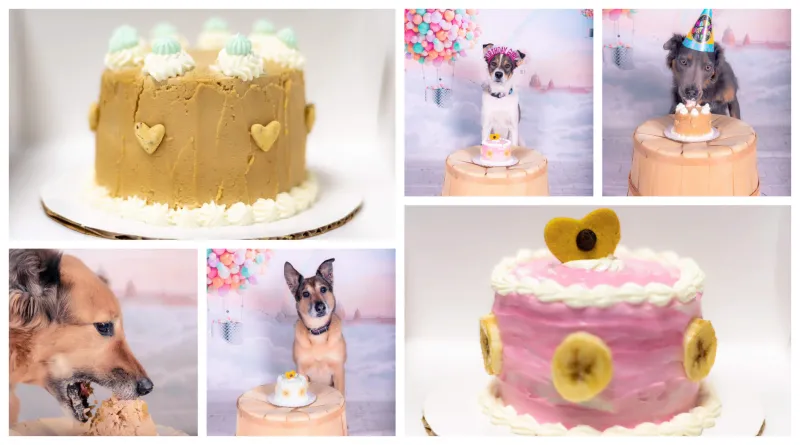 Dogs celebrating birthday pawties at PAWS Dog Daycare Calgary