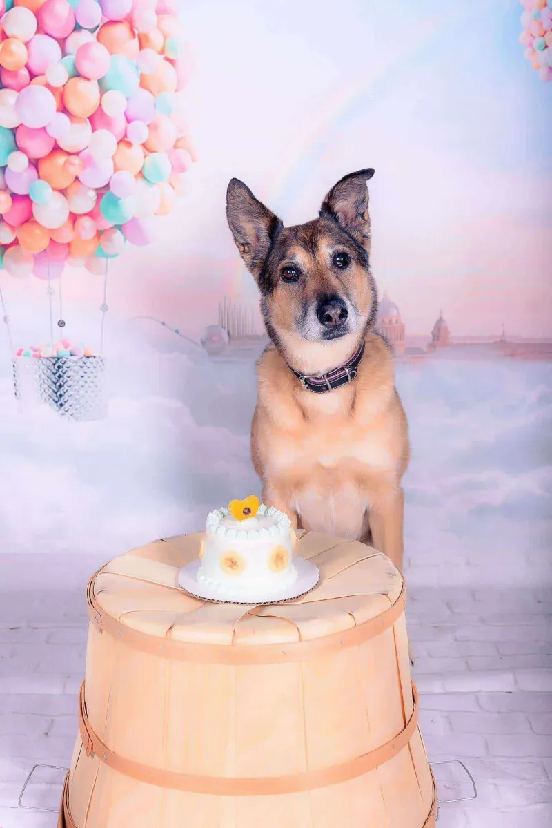 Dog with birthday decorations