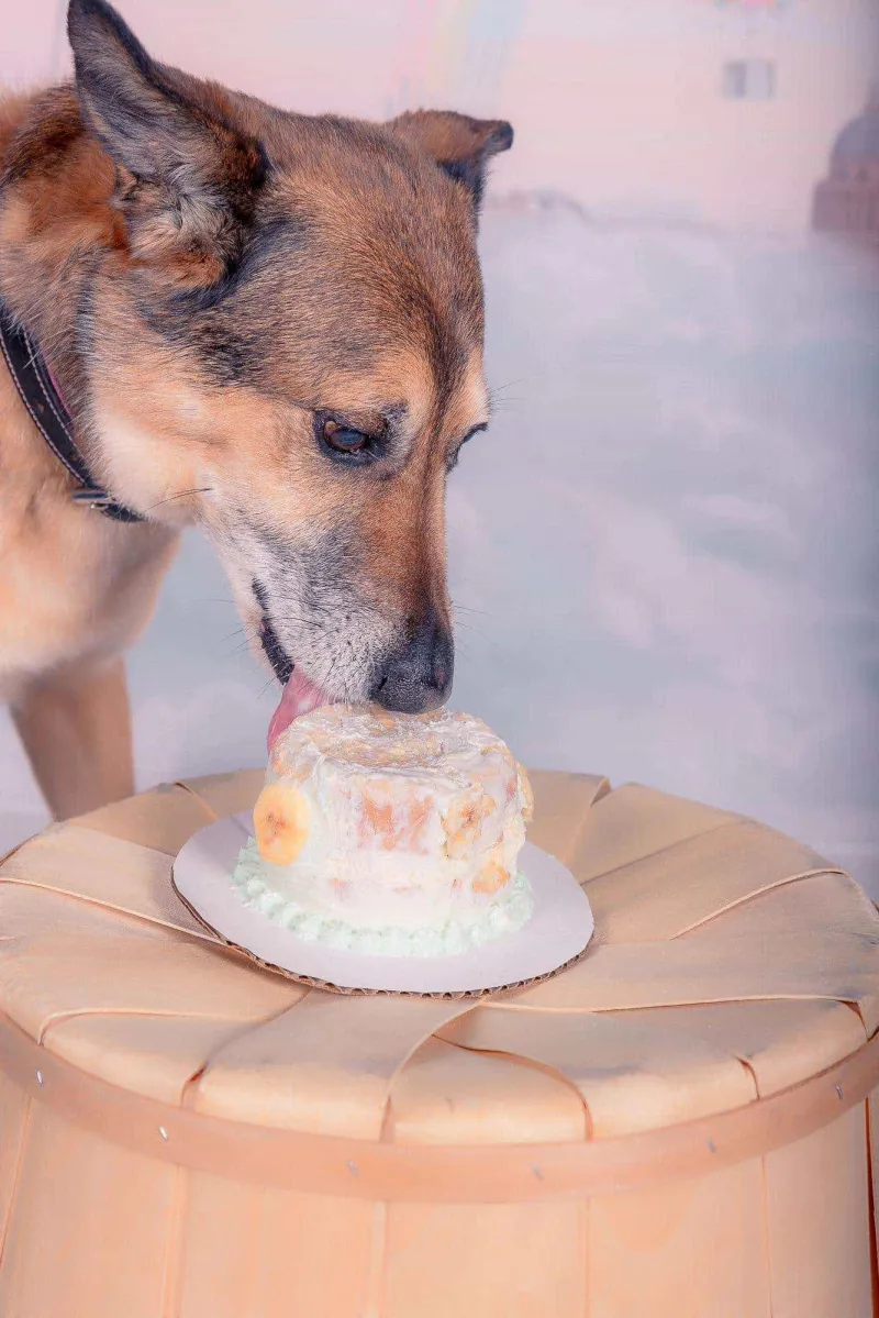 Happy dog at PAWS birthday party