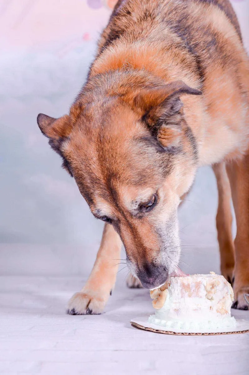 Dog birthday cake at PAWS