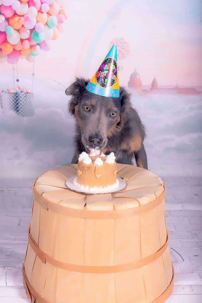 Dog celebrating with friends at PAWS