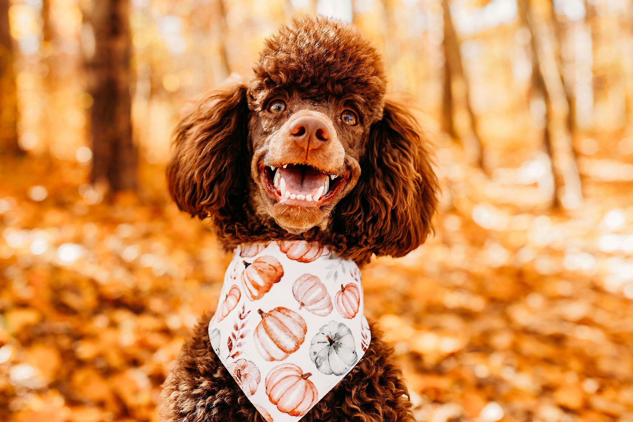 Capture the Magic of Fall with "PAWS Fall Minis" Pet Photography Event!