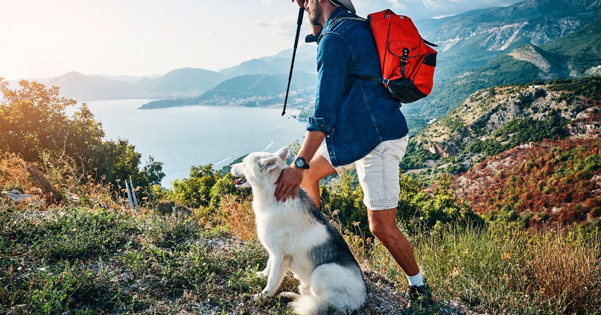 5 Essential Outdoor Dog Gear For This Summer