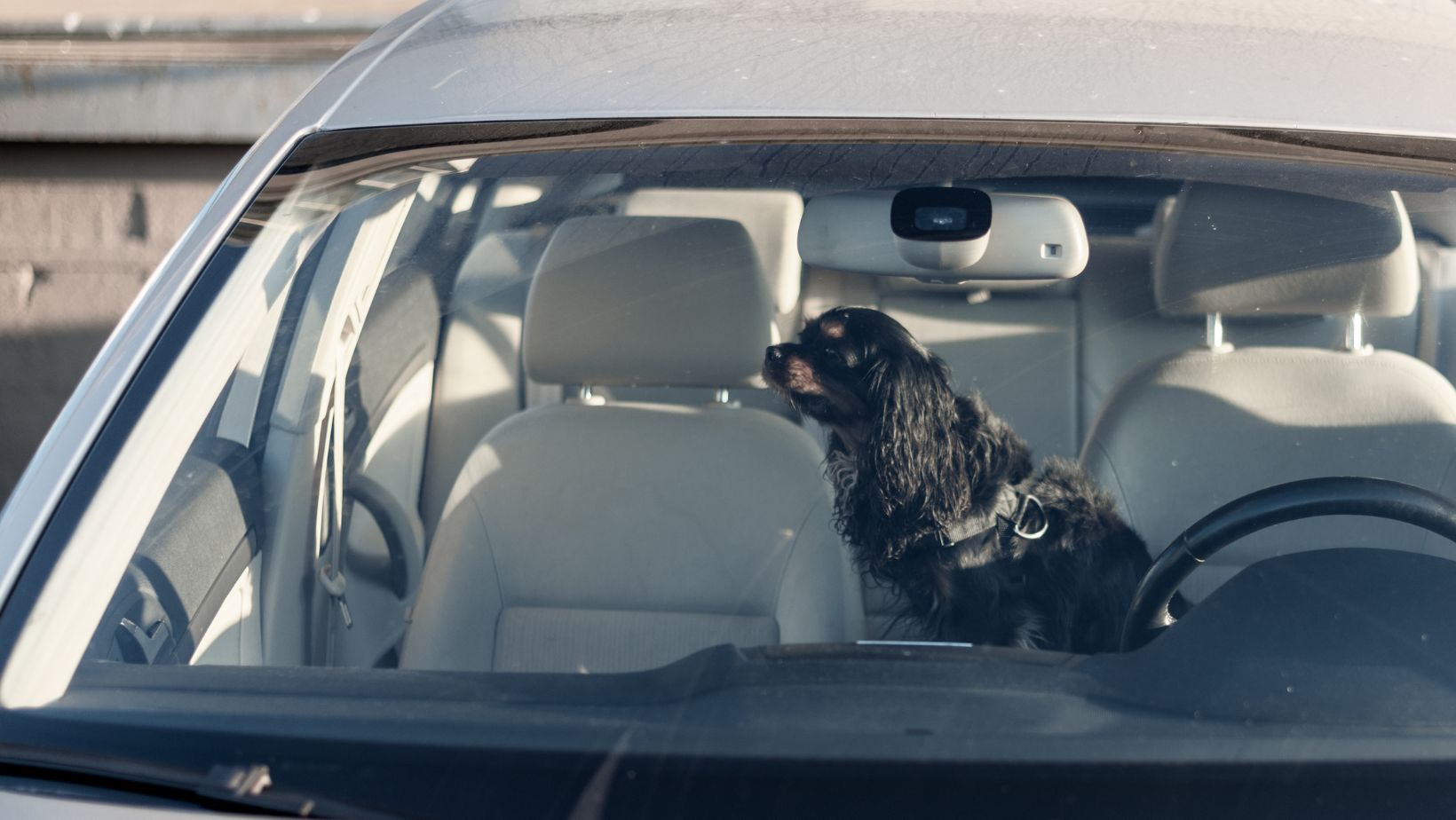 5 Things You Need to Rescue a Dog from a Hot Car