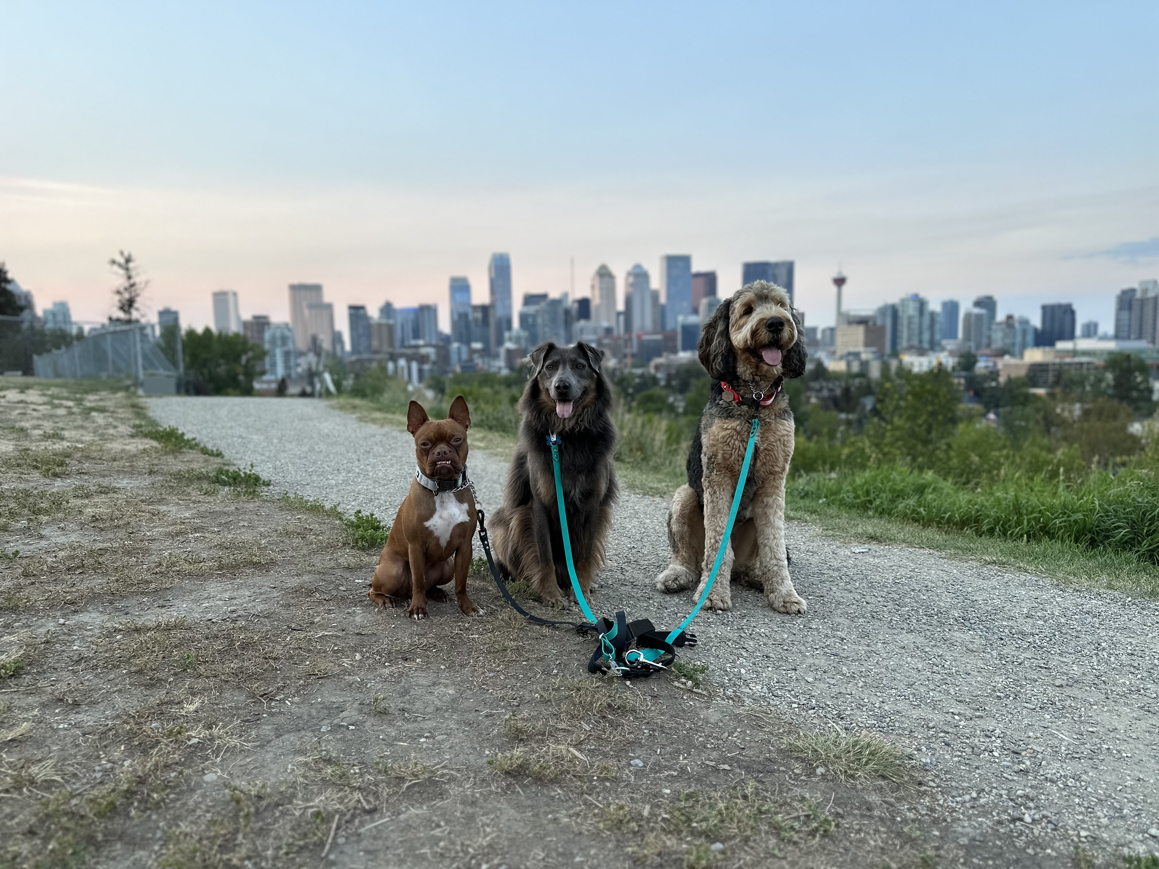 7 Reasons to Say No to Crowded Kennels