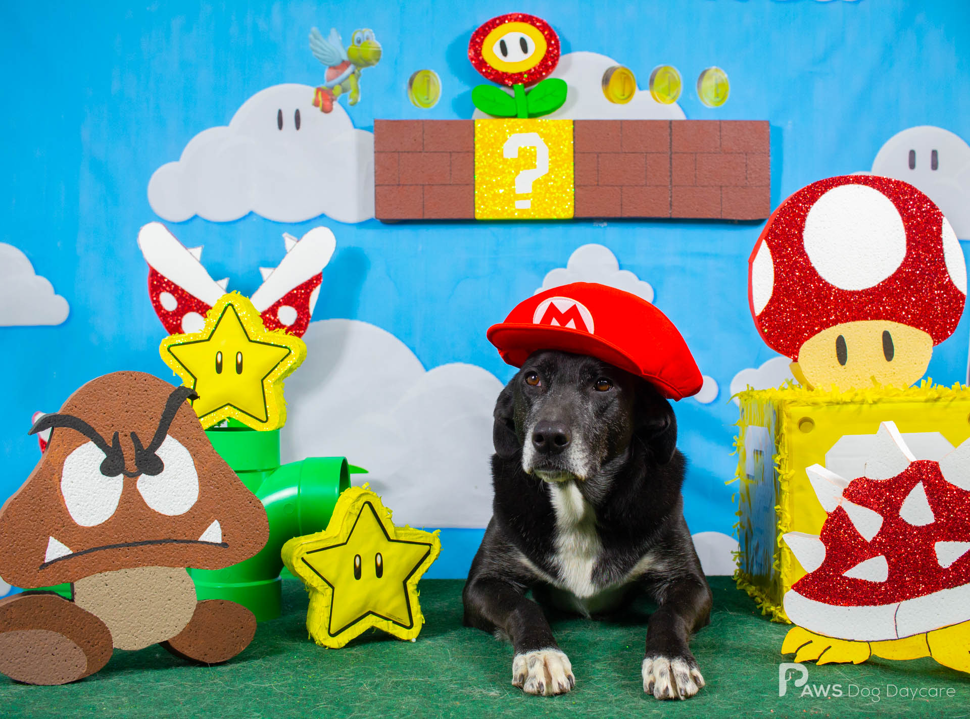 Amisk - November 2023 Dog Of The Month