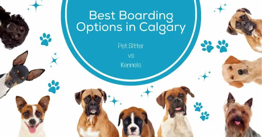 boarding options calgary