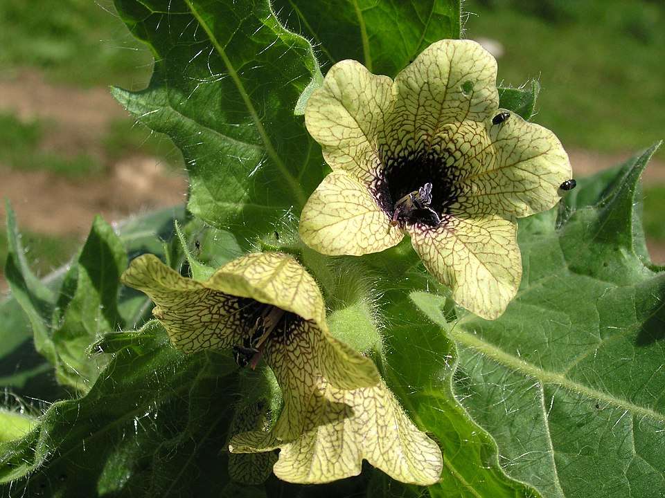 Black Henbane in Alberta: An Invasive, Noxious Weed on the Prowl