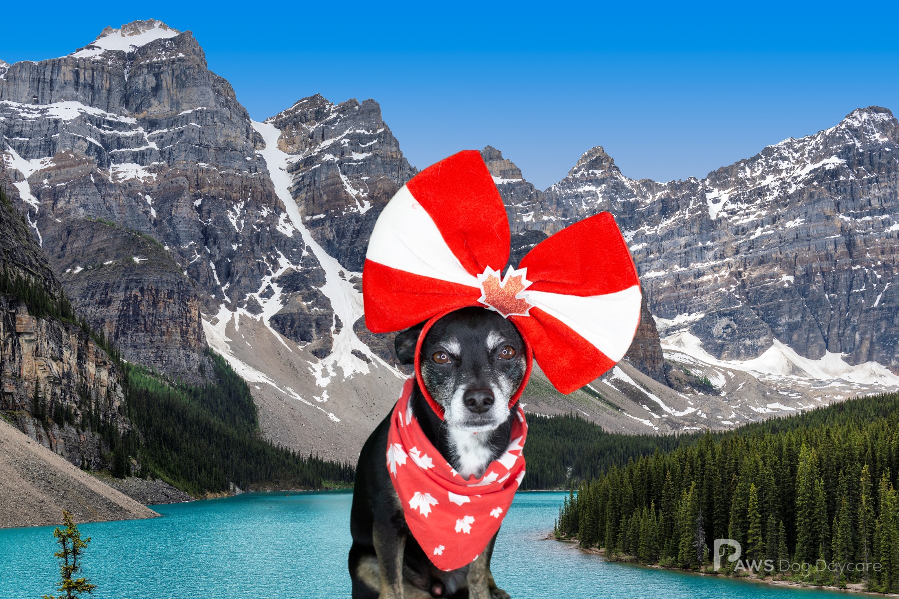 Charlie - July 2025 Dog Of The Month