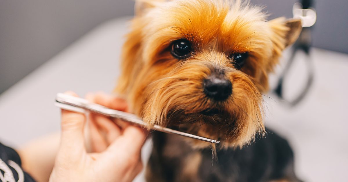 Why Choose a Downtown Calgary Dog Groomer? Quality Meets Convenience