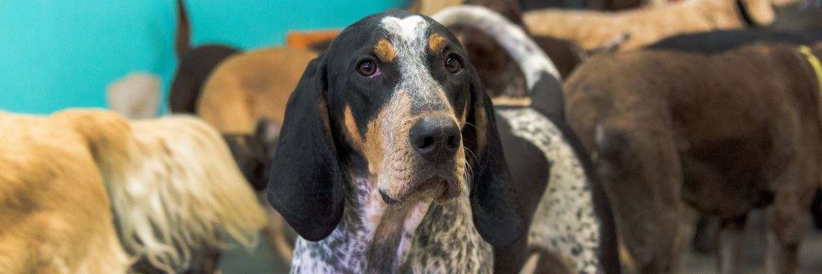 How to Choose a Dog Daycare or Kennel