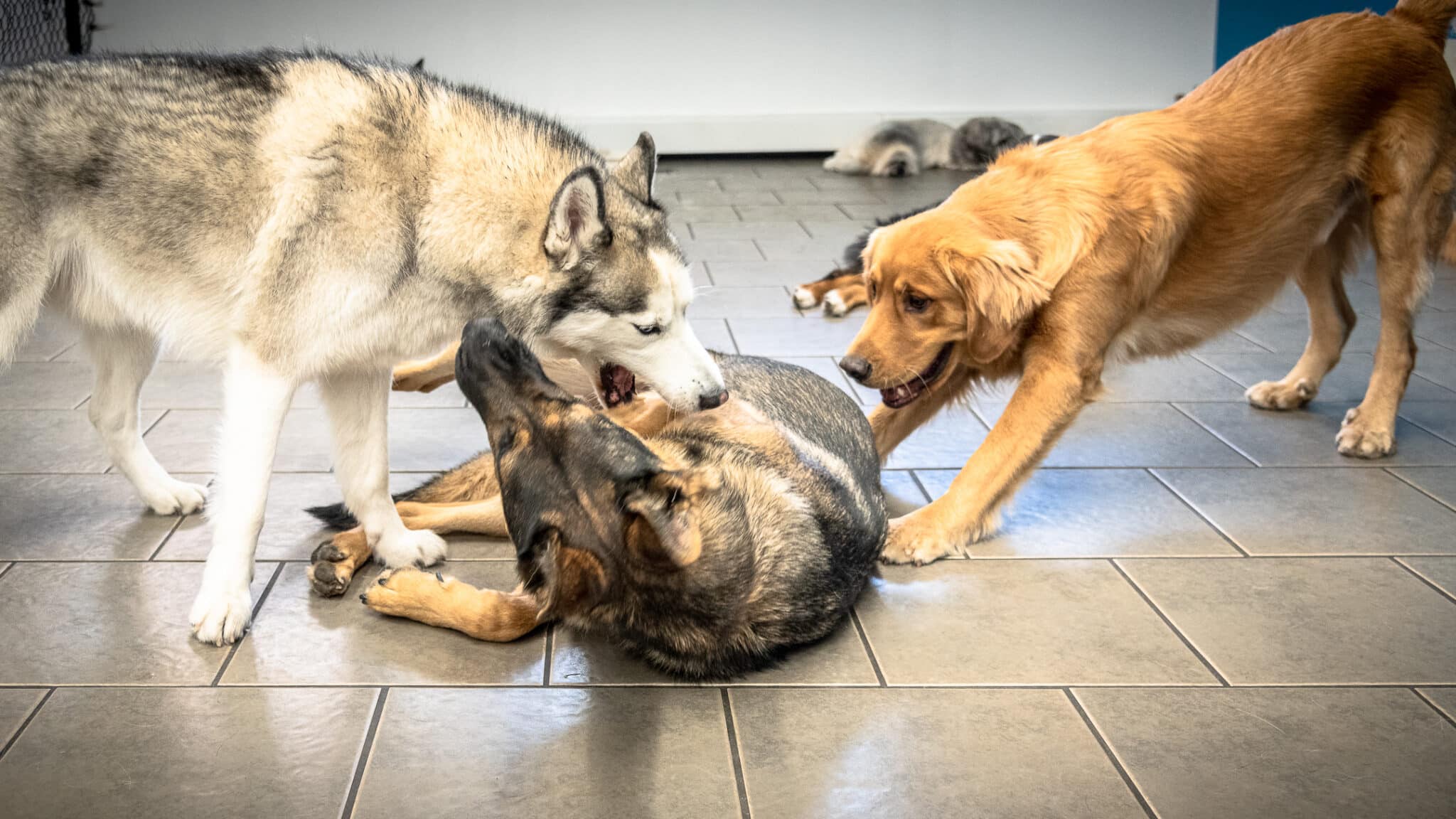 Disadvantages of Doggy Daycare - What you need to know