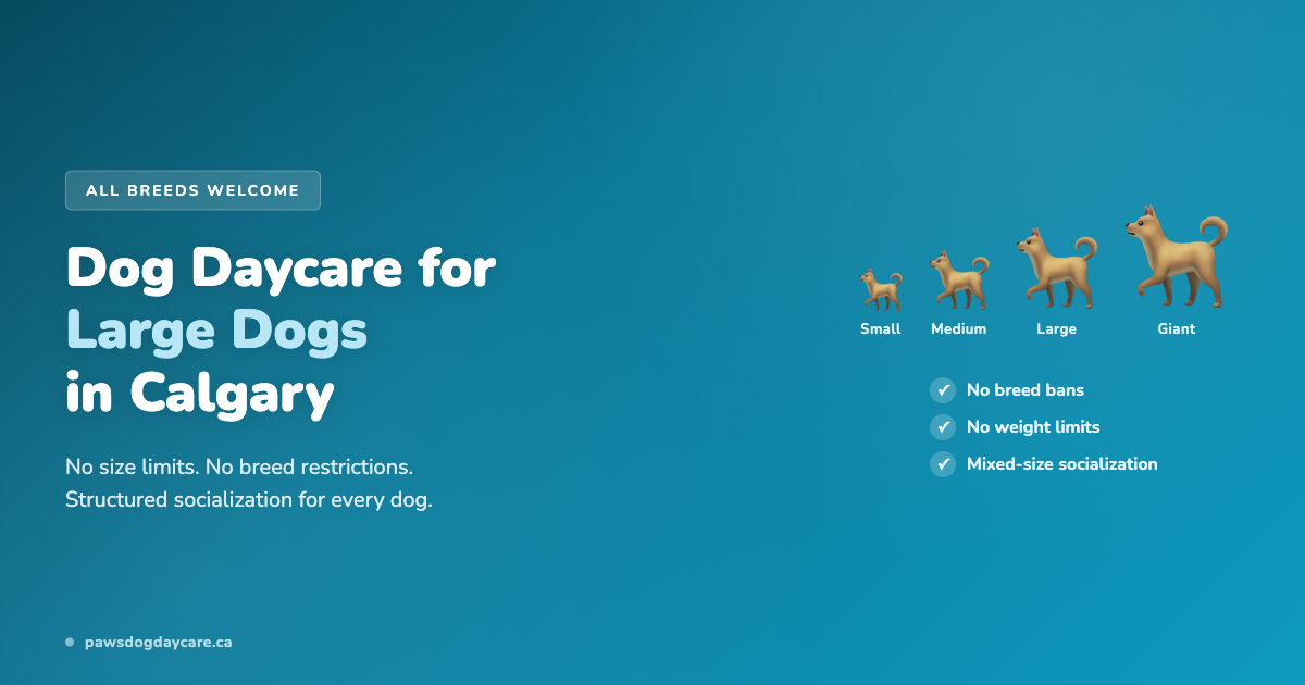 Dog Daycare for Large Dogs in Calgary — No Size Limits, No Breed Restrictions
