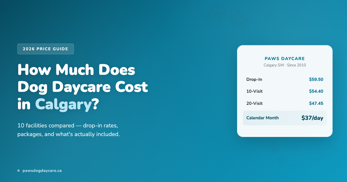 How Much Does Dog Daycare Cost in Calgary? (2026 Update)