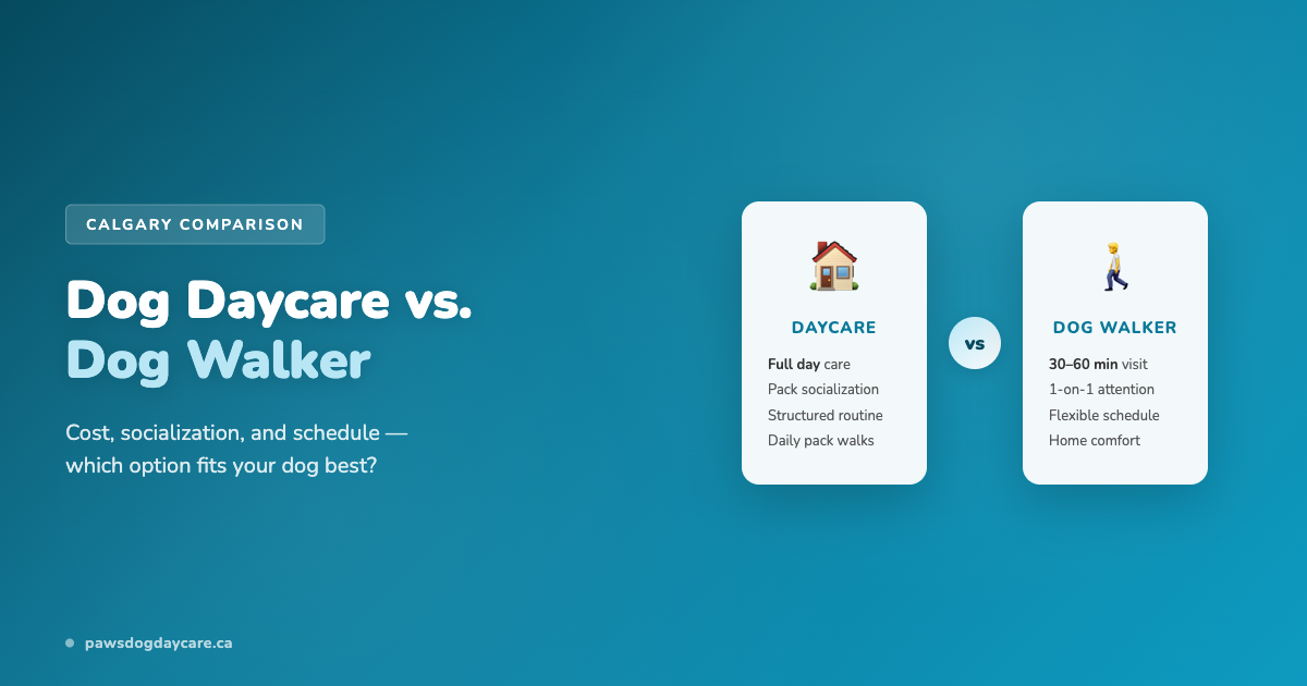 5 Signs Your Dog Needs Daycare (Not Just Walks)