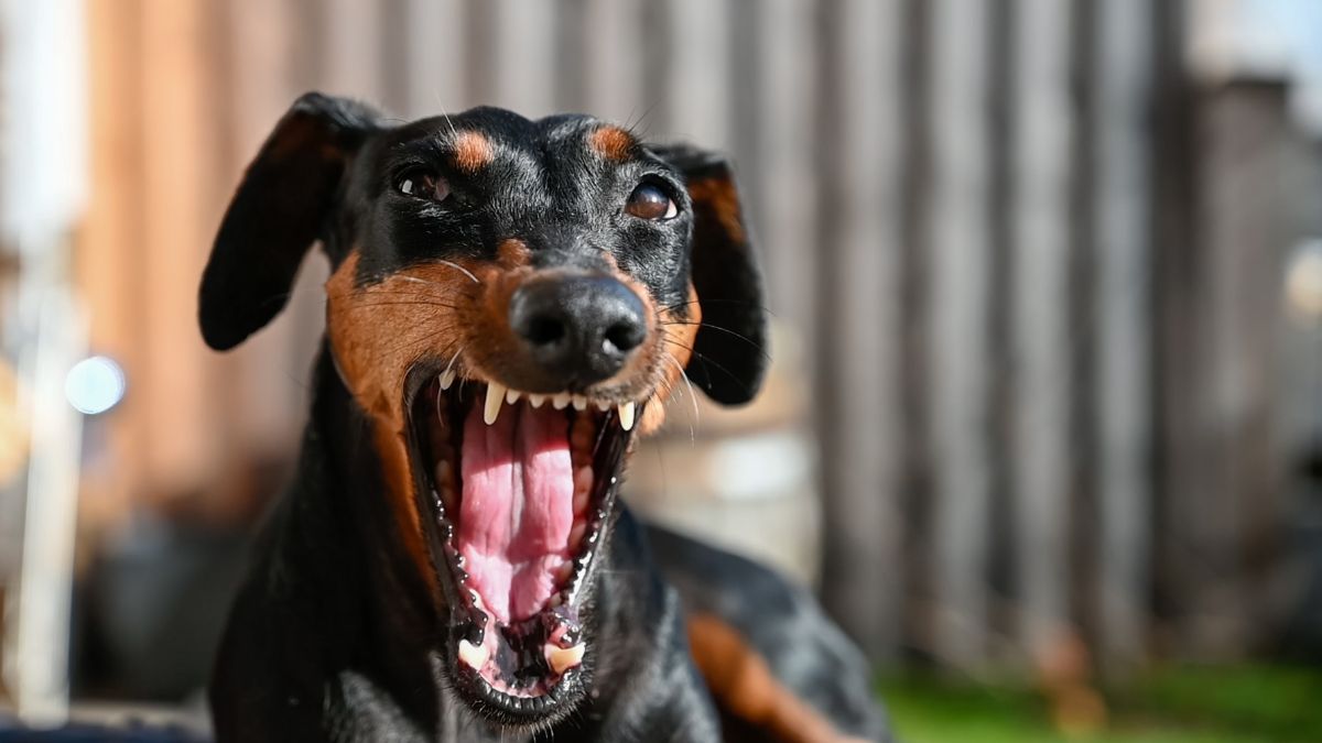 Dog Reactivity vs Dog Aggression: Do You Know The Difference?