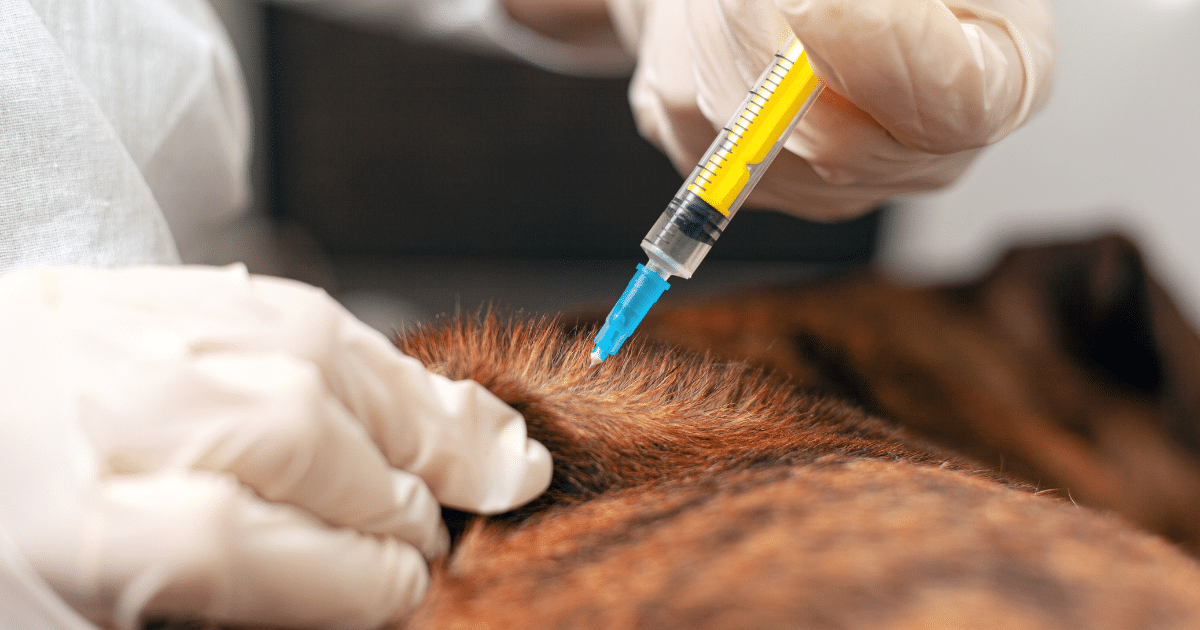 2026 Dog Vaccination Costs in Calgary