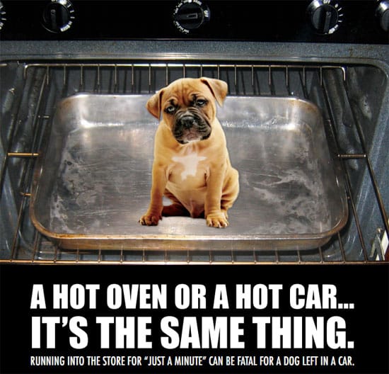 Dogs in Hot Cars: Dangers, Laws & How to Keep Them Safe