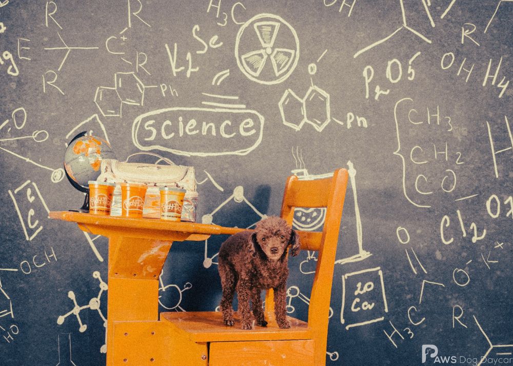 Edith - October 2025 Dog Of The Month