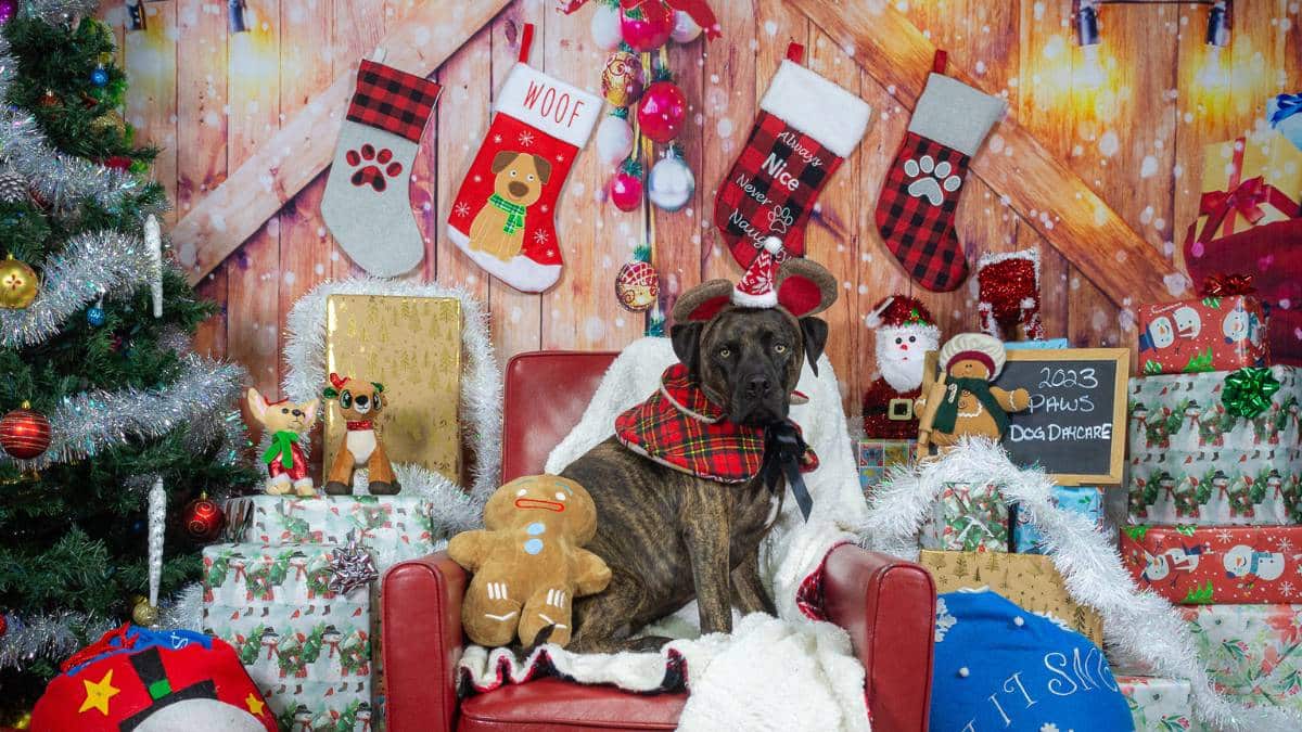 Edy - December 2023 Dog Of The Month