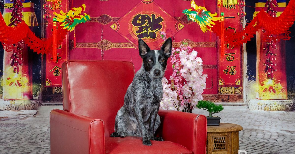 Galileo - February 2024 Dog Of The Month