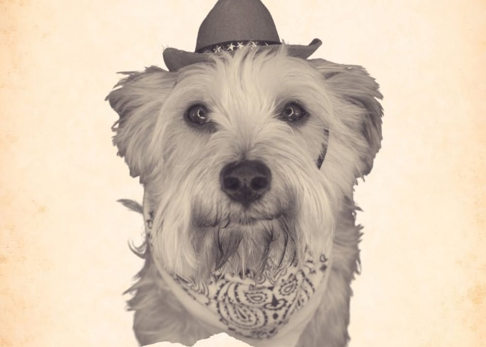 Geo - August 2025 Dog Of The Month