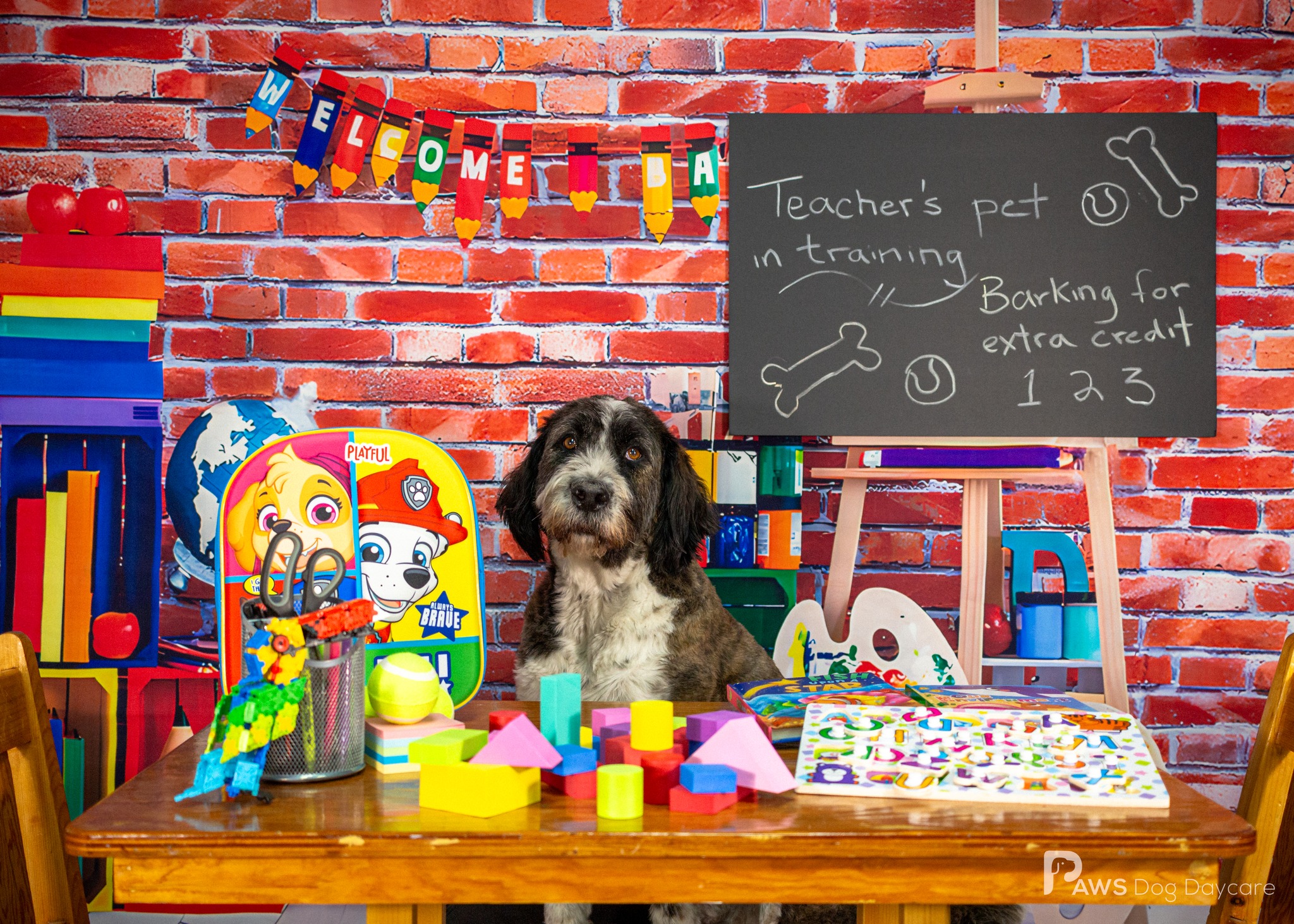 Harlow - September 2024 Dog Of The Month