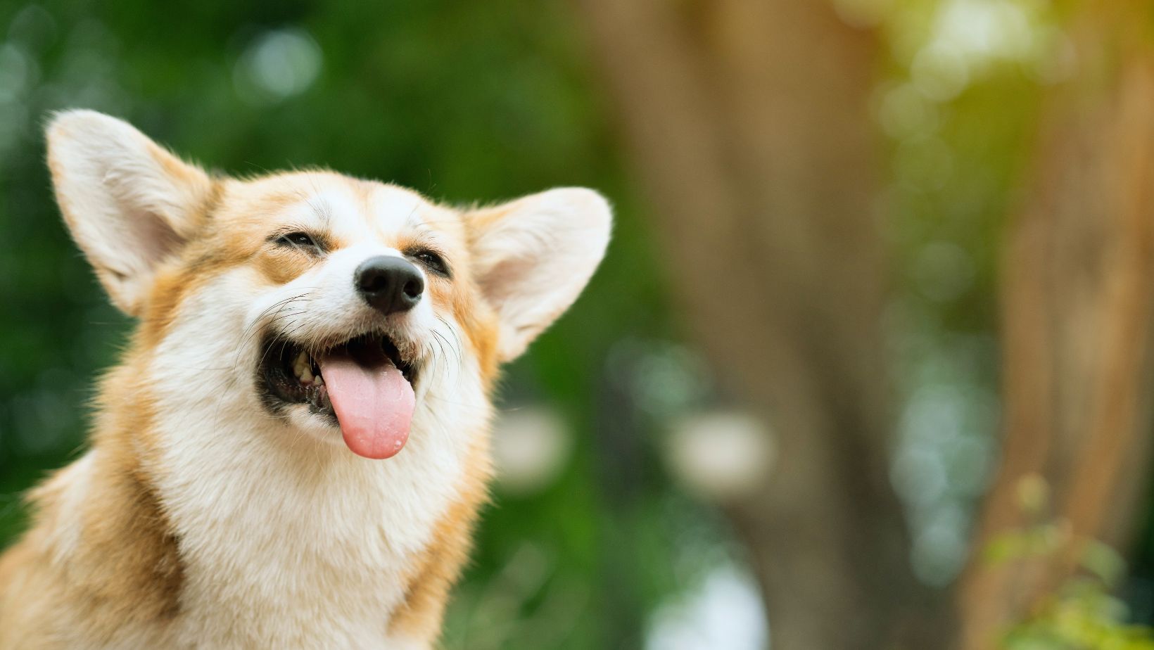Ten Things That Help Your Dog Stay Cool This Summer