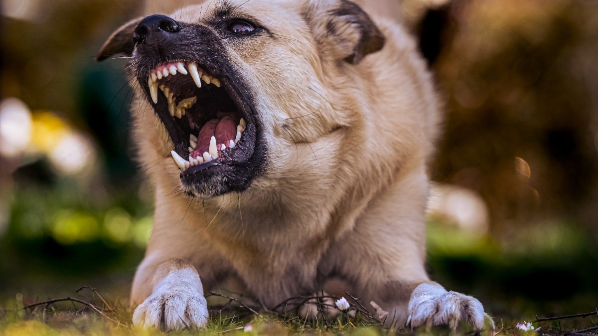 How Do I Know If My Dog Is Aggressive or Reactive?