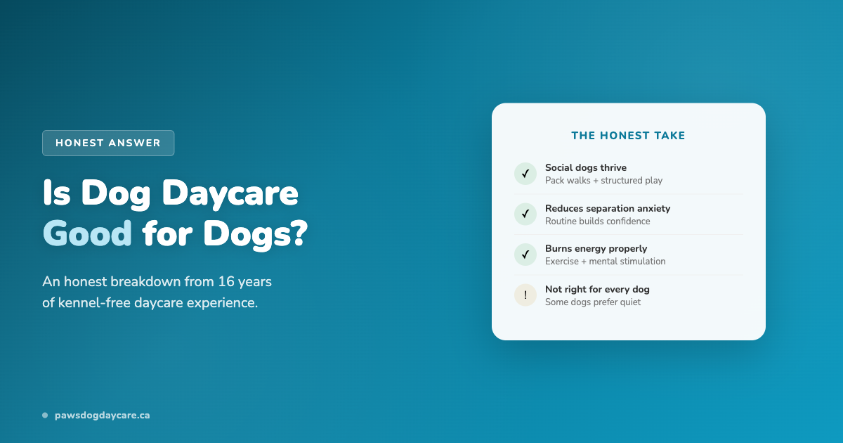 Is Dog Daycare Good for Dogs? An Honest Answer from 16 Years of Experience
