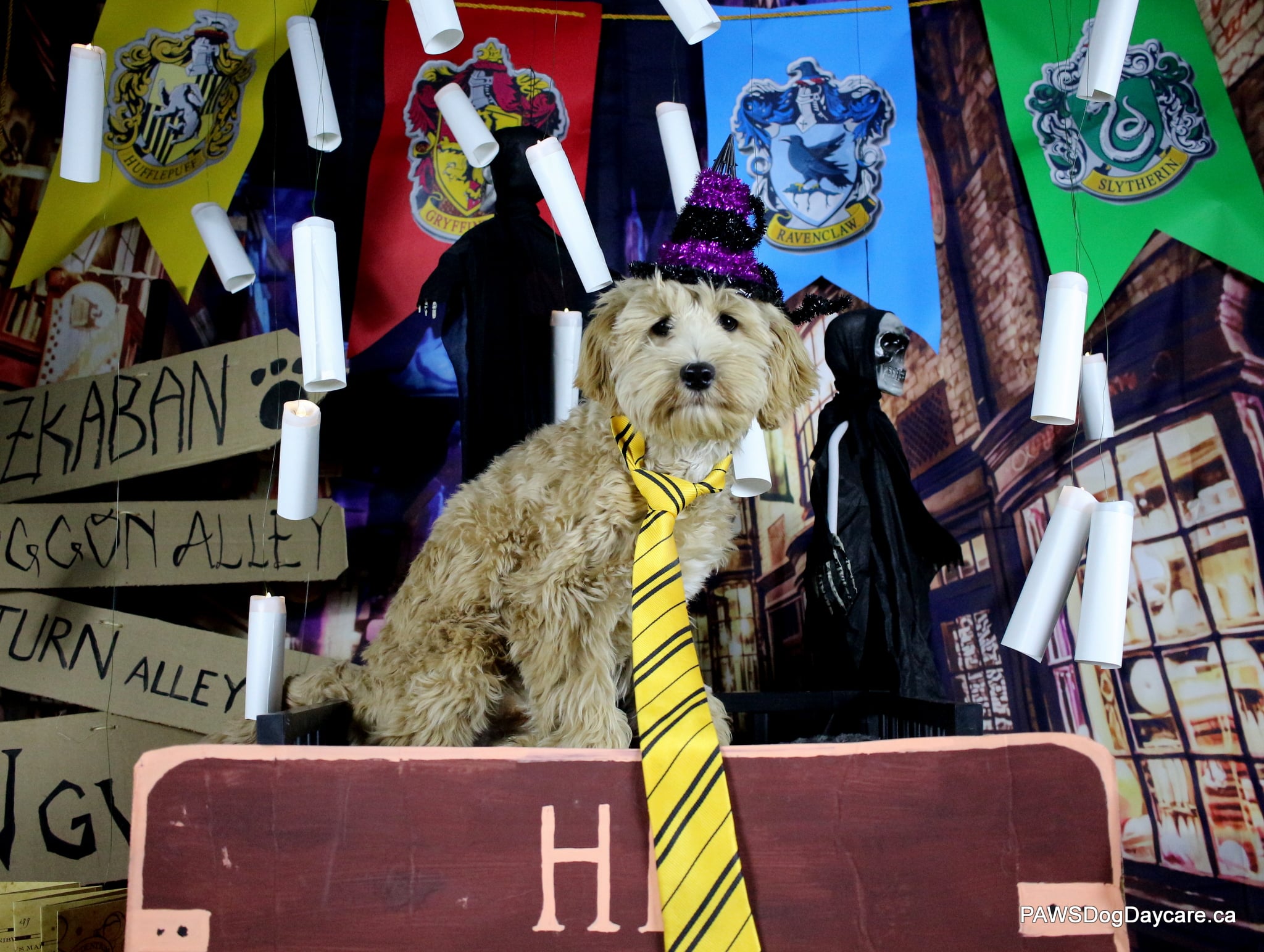 Kip - March 2024 Dog Of The Month