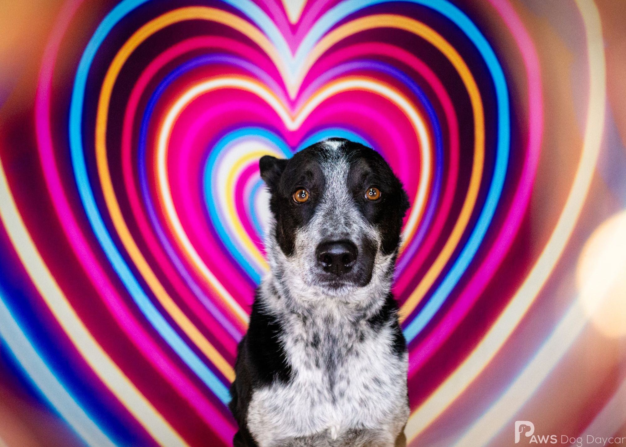 Lanny - March 2025 Dog Of The Month