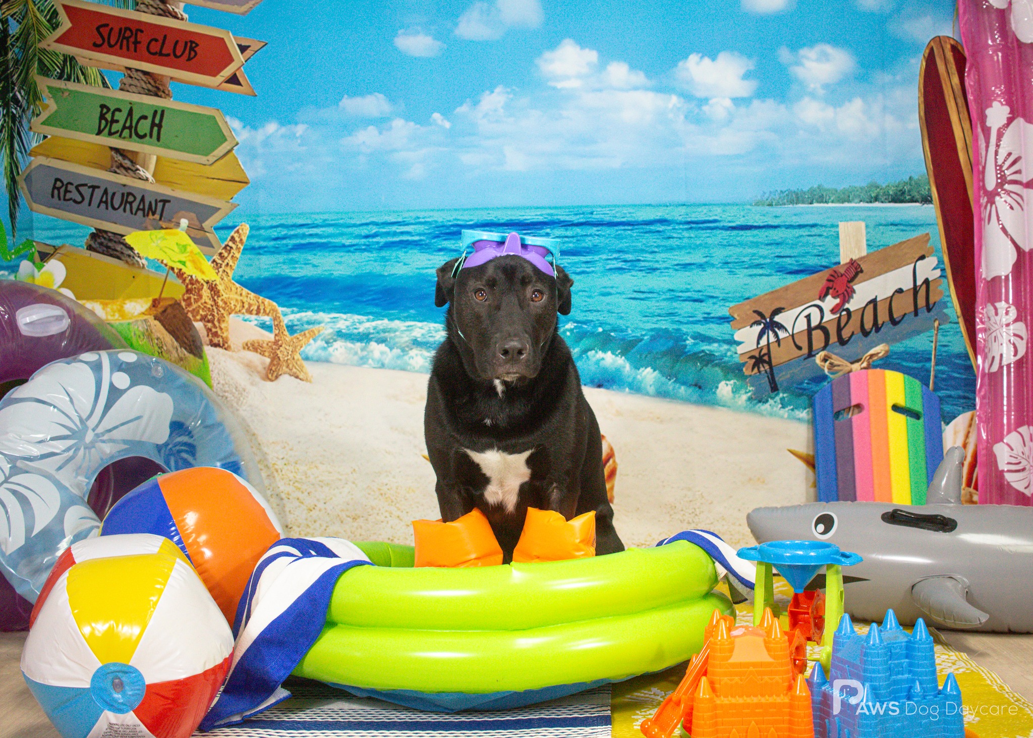 Link - August 2024 Dog Of The Month