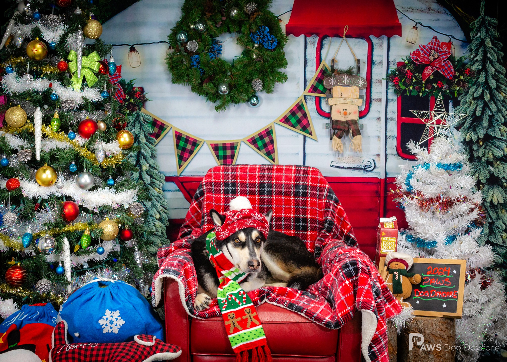 Luka - December 2024 Dog Of The Month