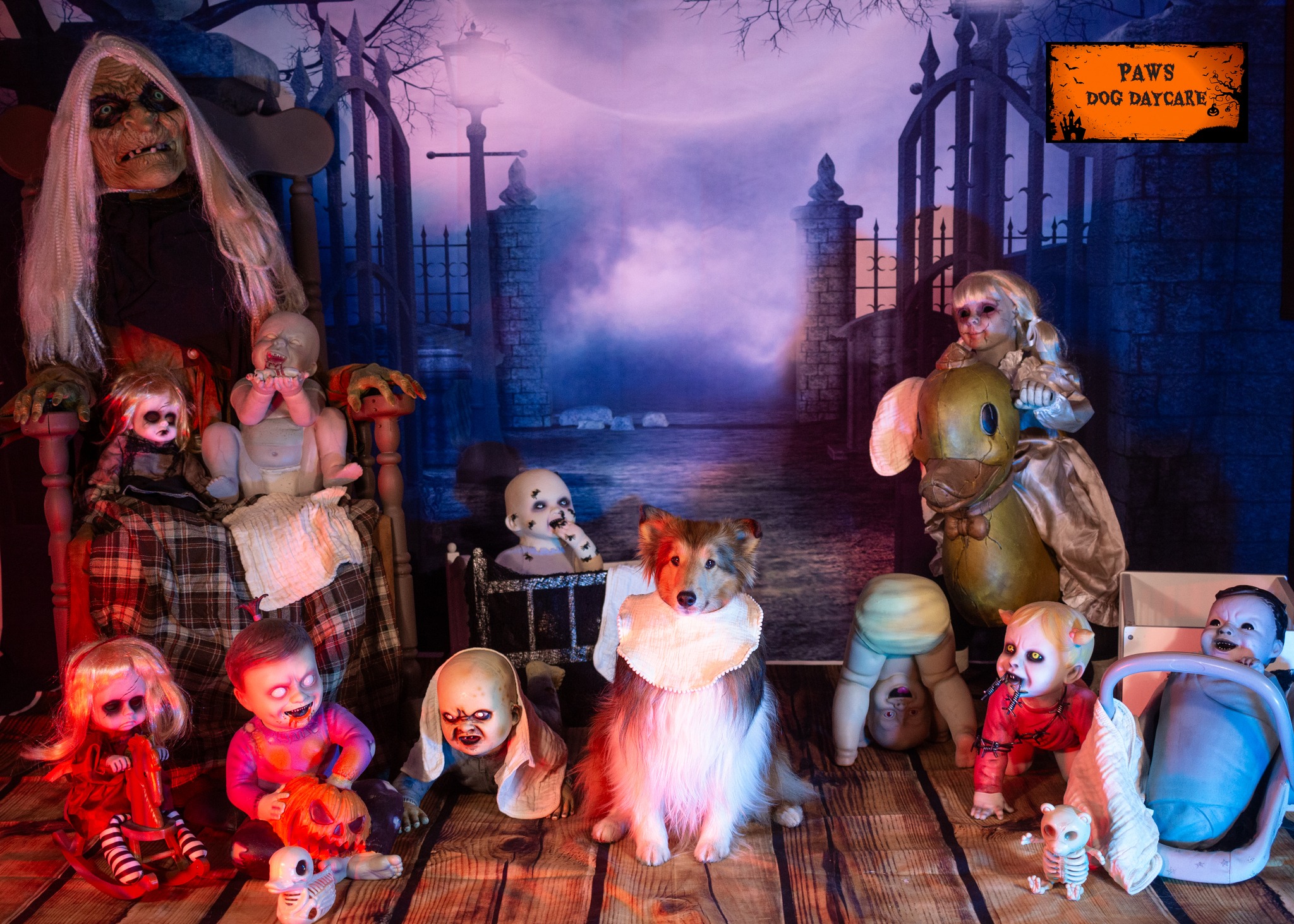 Mika - October 2024 Dog Of The Month