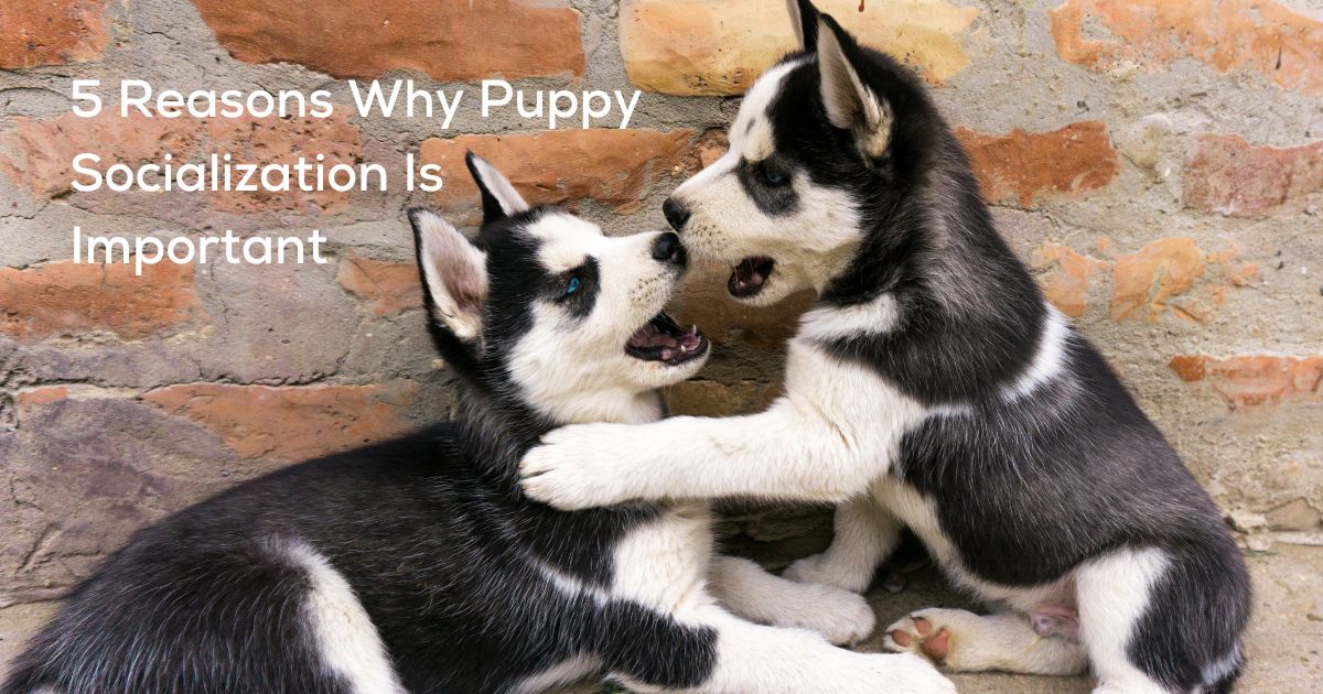 5 Reasons Why Puppy Socialization Is Important