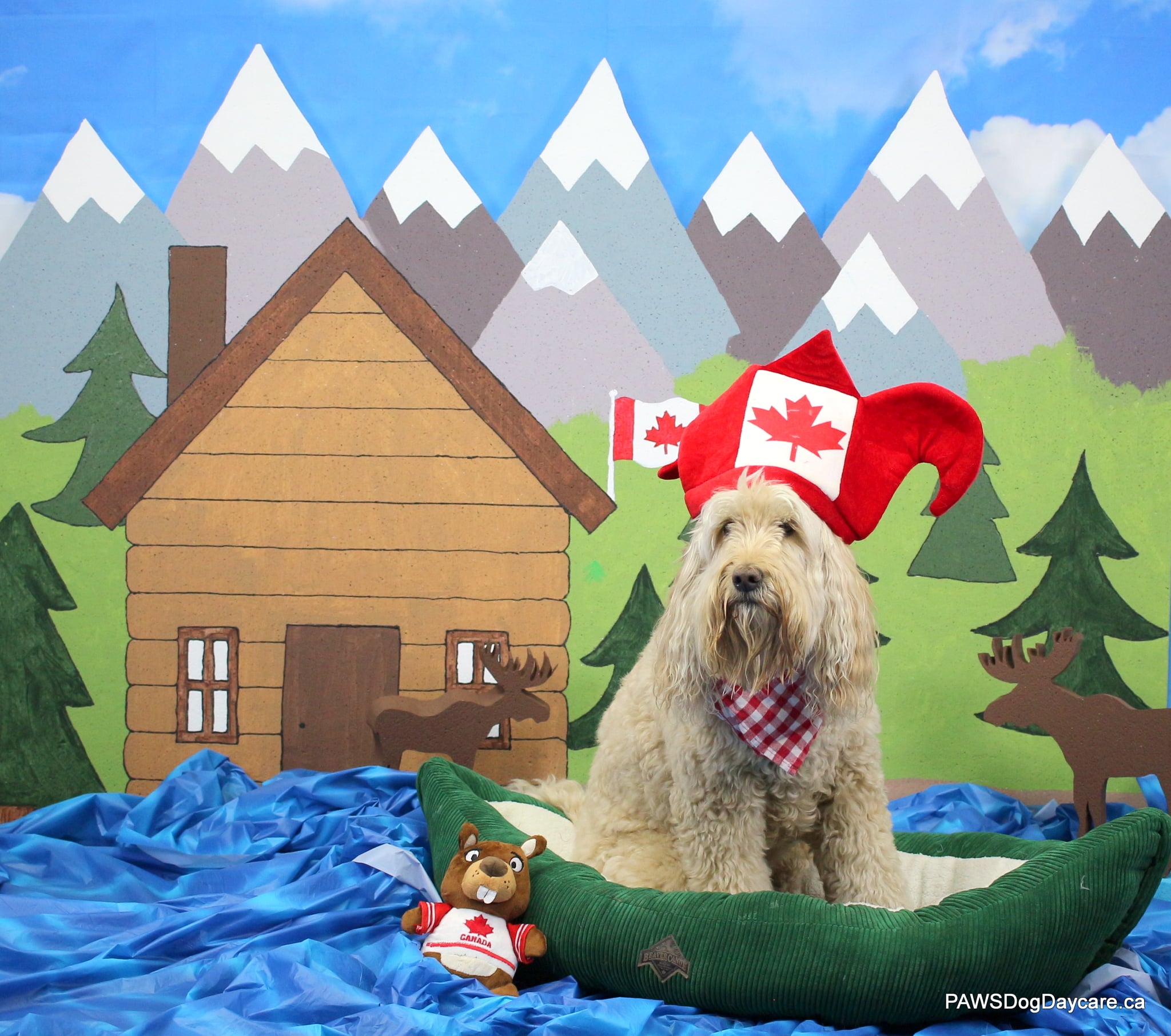 Rebel - May 2024 Dog Of The Month