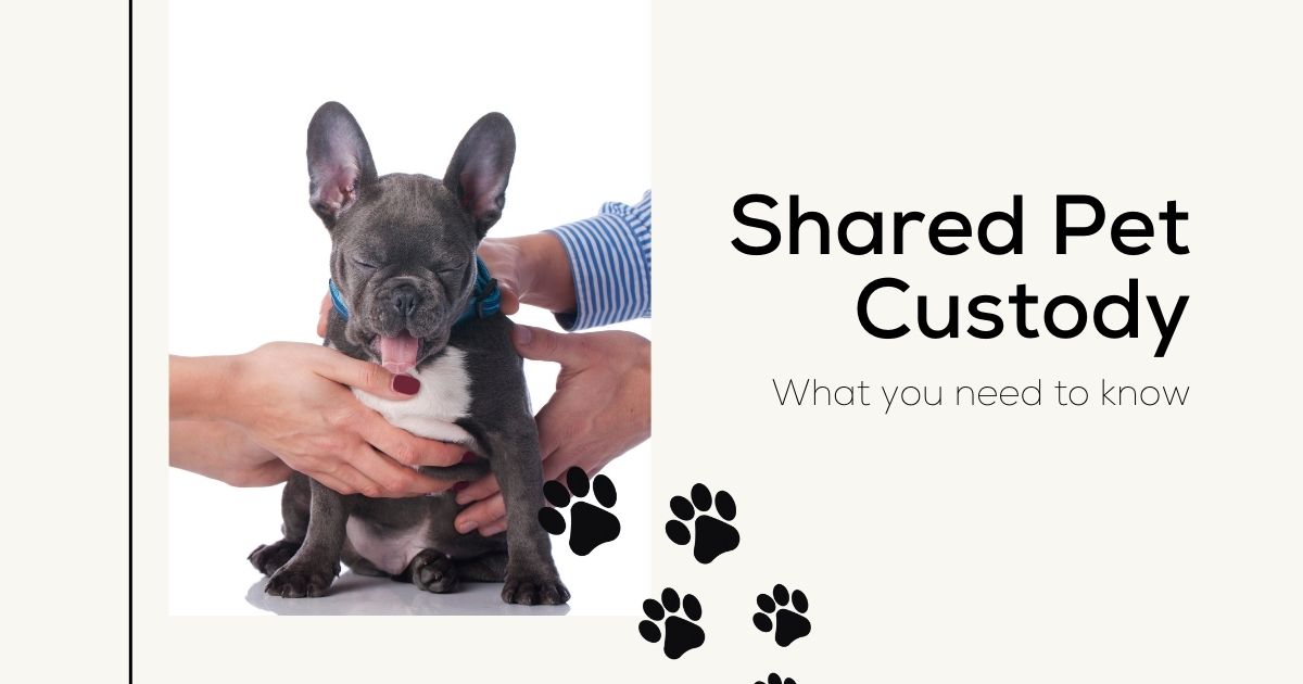 Shared Pet Custody: BC Court Recognizes Dogs as Family Members