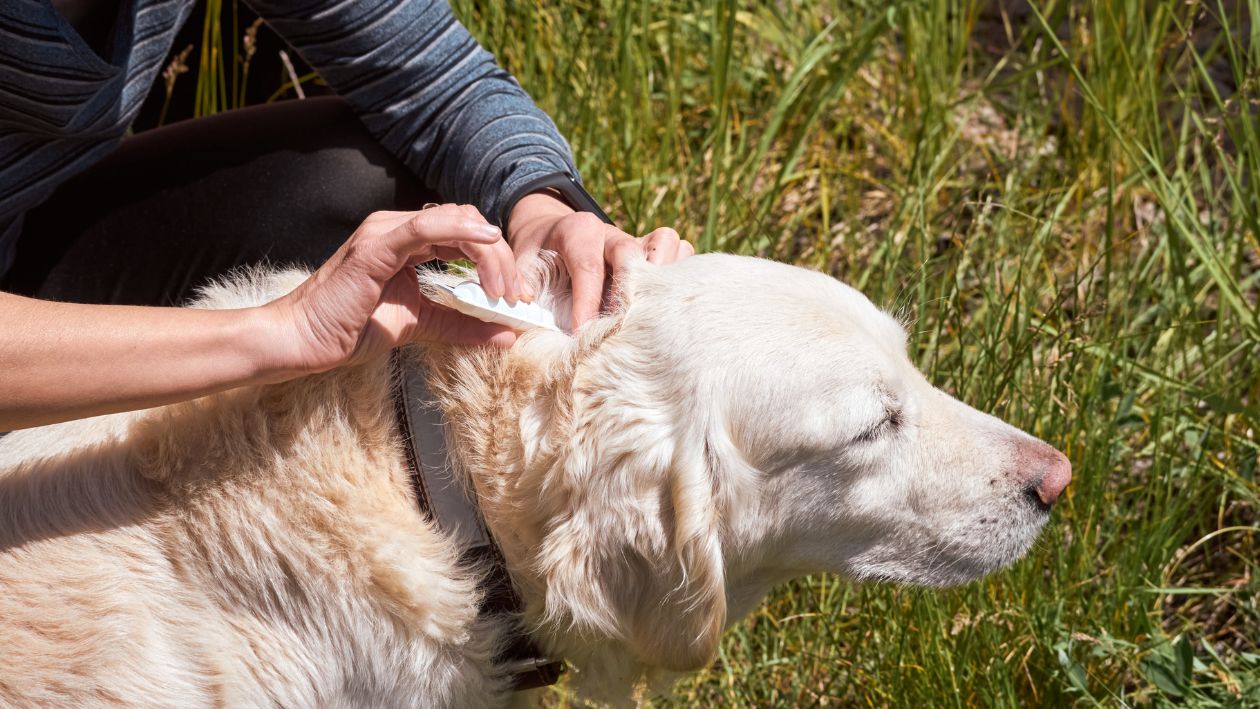Summer Parasite Prevention for Dogs - Things You Need To Worry About