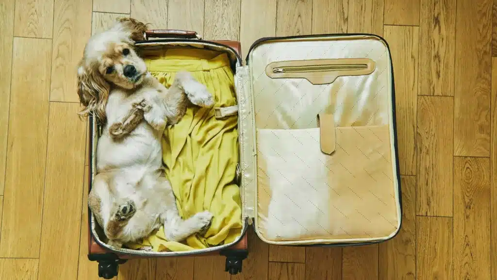 Travel to the United States With Your Dog
