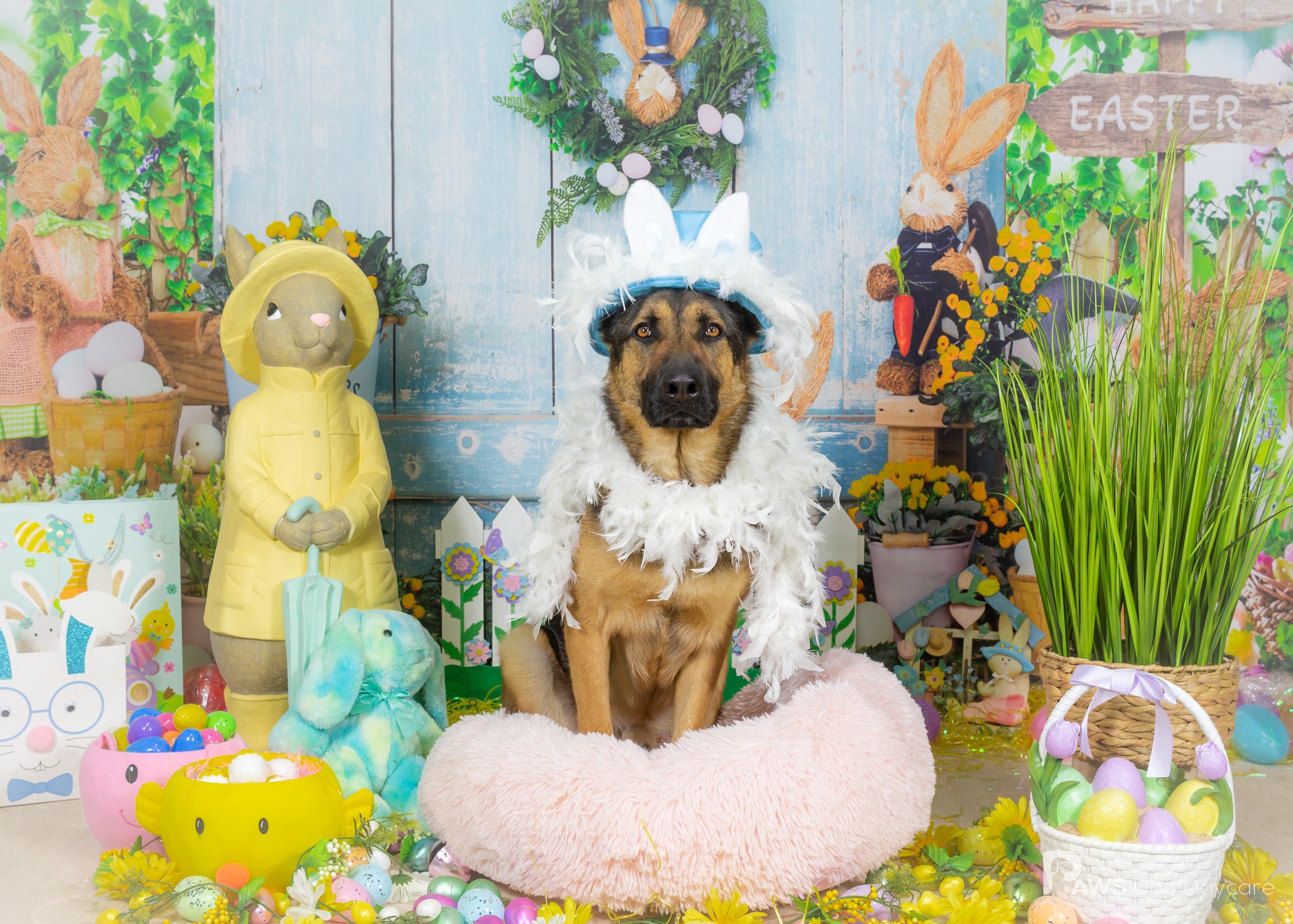 Uzi - April 2024 Dog Of The Month