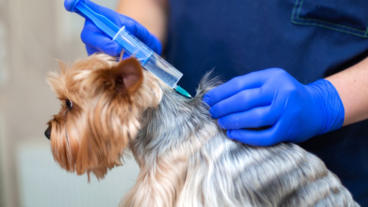Which Vaccines For Dogs Do You Need And Why You Need Them