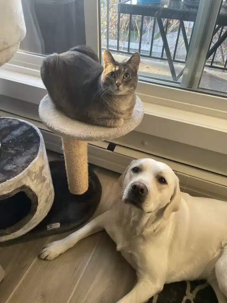 Calgary in-home pet sitter