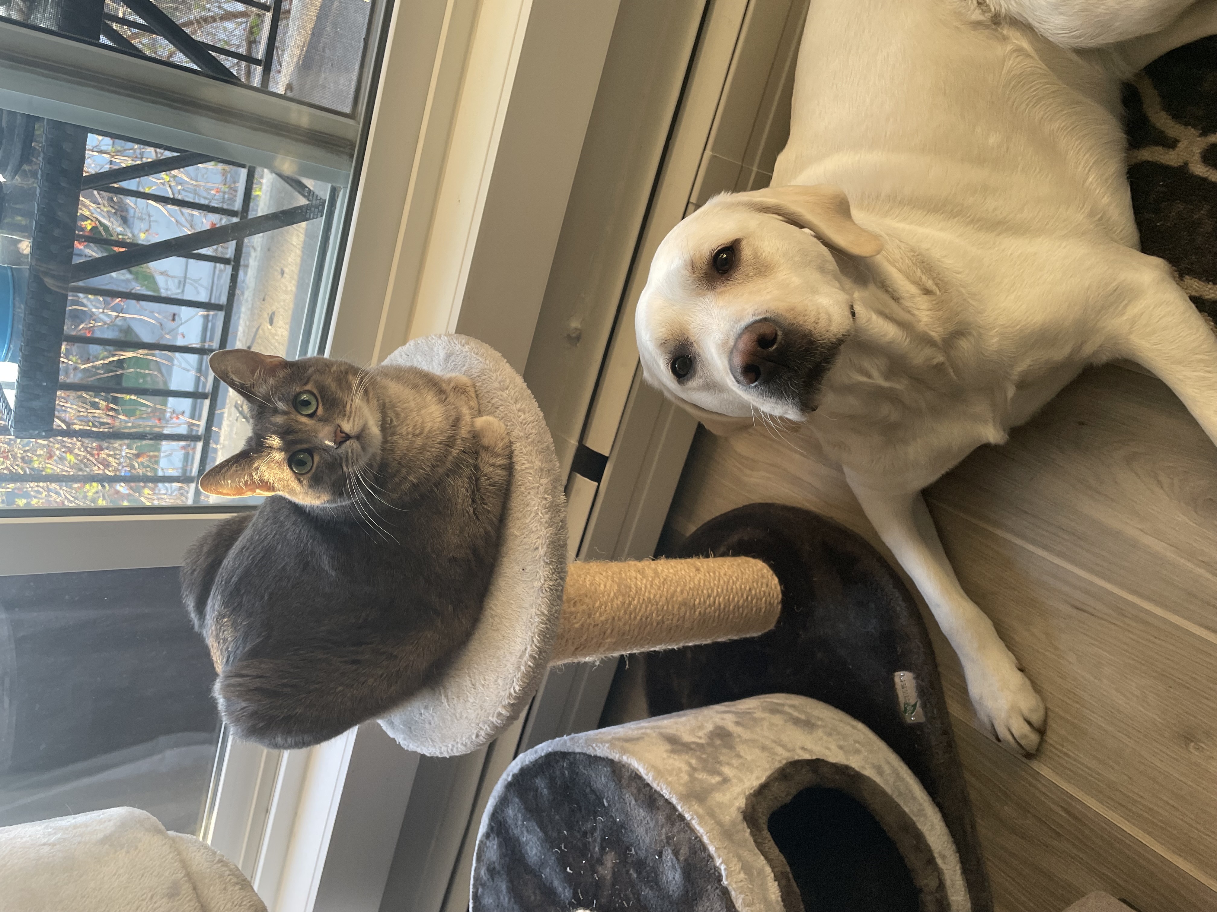 Leaving Calgary for the holidays? Here's how to prep your dog's pet sitter