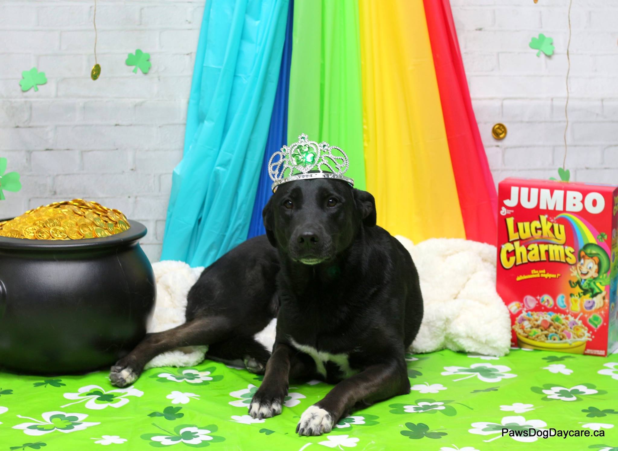 Whiskey - July 2024 Dog Of The Month