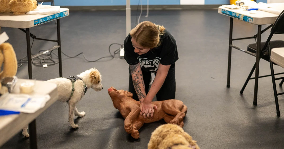 A PAWS instructor performing CPR compressions on a canine training mannequin during a Pet First Aid class in Calgary